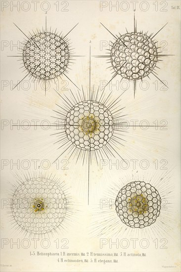 Heliosphaera