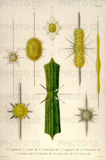 Types of Amphilonche