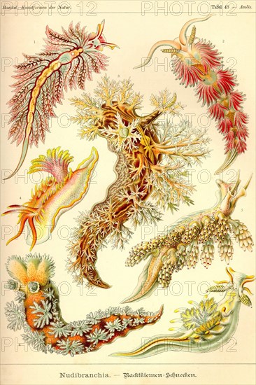 Nudibranch Gastropod Mollusks