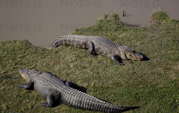 Gator Alley at the D'Olive Boardwalk Park in Daphne, Alabama