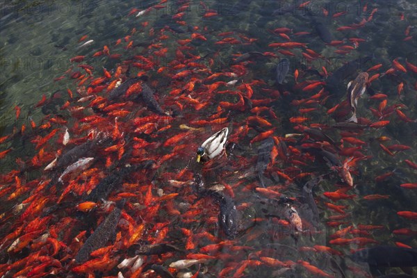 Goldfish & duck swim in Huntsville Pond