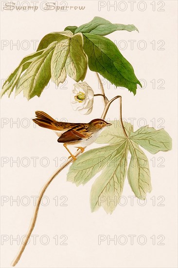 Swamp Sparrow