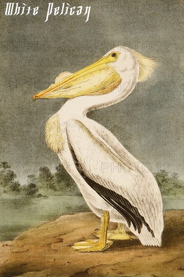 White Pelican