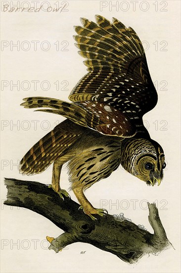 Barred Owl