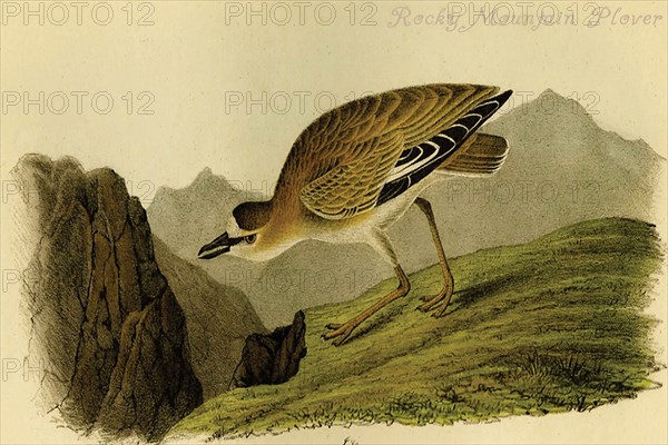 Rocky Mountain Plover