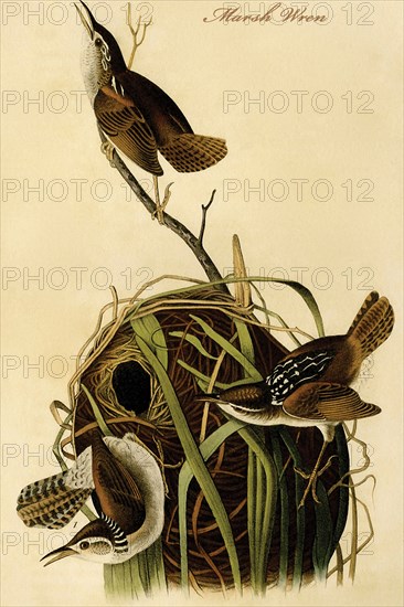 Marsh Wren