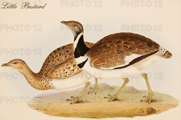 Little Bustard