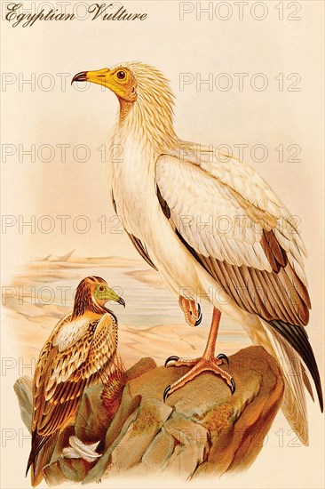 Egyptian Vulture