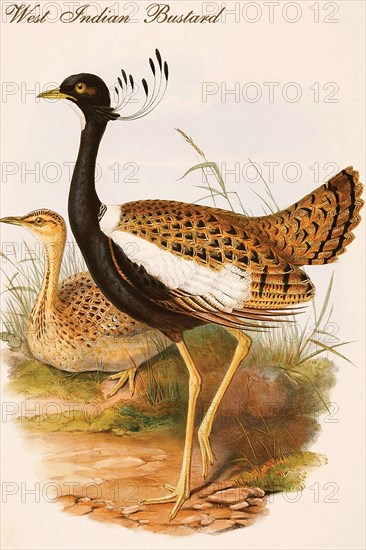 West Indian Bustard