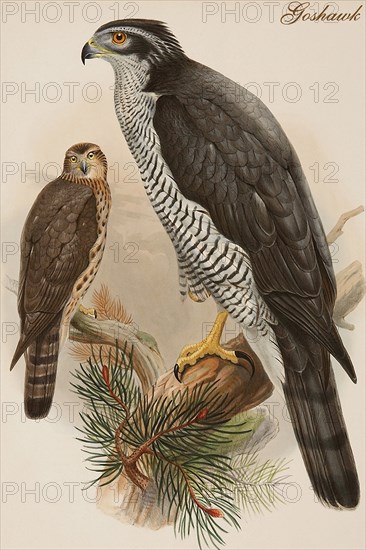 Goshawk