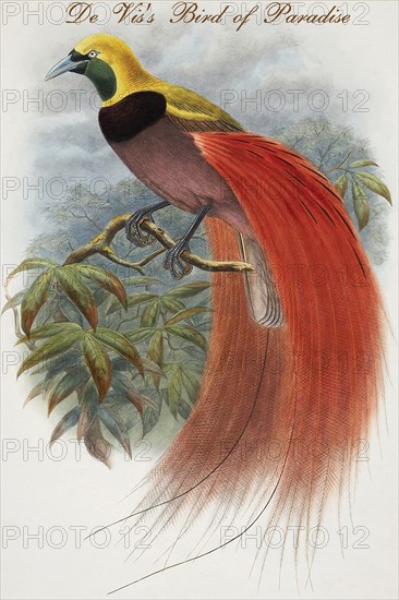 De Vis's Bird of Paradise