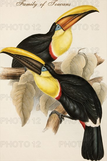 Family of Toucans