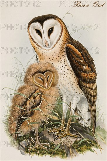 Barn Owl