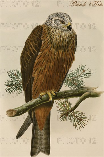 Black Kite