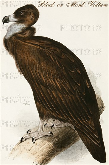 Black or Monk Vulture