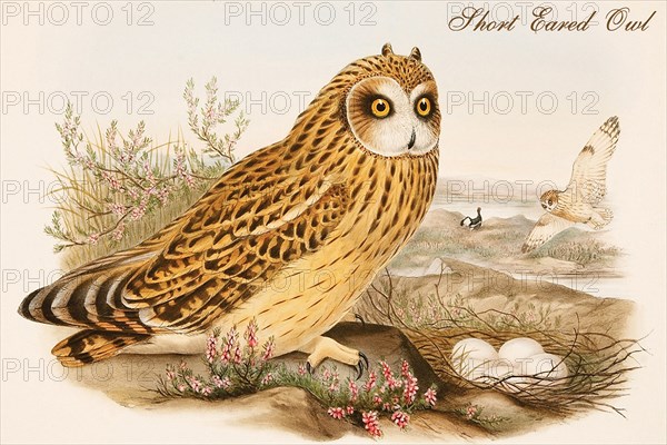 Short Eared Owl