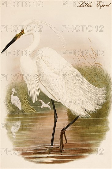 Little Egret