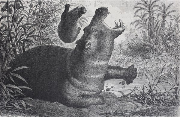 common hippopotamus