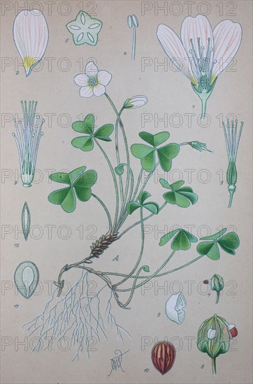 Digital improved high quality reproduction: Oxalis acetosella