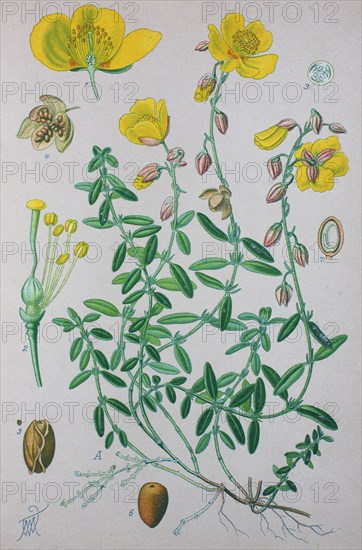 Digital improved high quality reproduction: Helianthemum nummularium