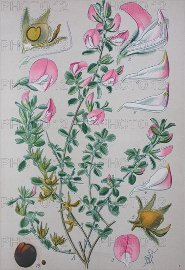 Digital improved high quality reproduction: Ononis repens or common restharrow is a plant species of the genus Ononis  /  Kriechende Hauhechel