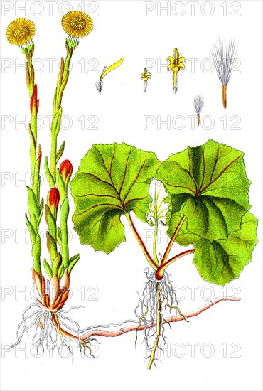 Digital improved reproduction of an illustration of