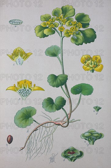 Digital improved high quality reproduction: Chrysosplenium alternifolium is a species of flowering plant in the saxifrage family known as the alternate-leaved golden-saxifrage  /  Wechselblättrige Milzkraut