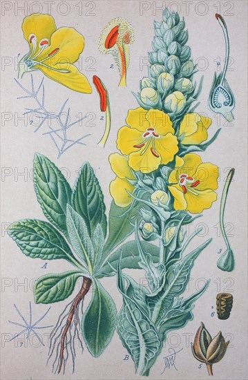 Verbascum thapsus