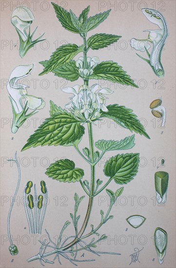 Lamium album