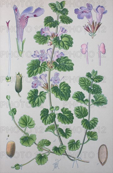 Glechoma hederacea