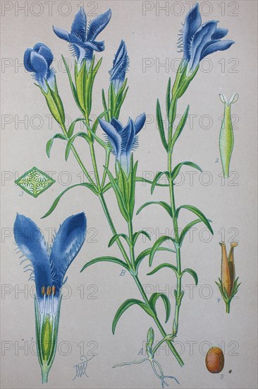 Gentiana eiliata