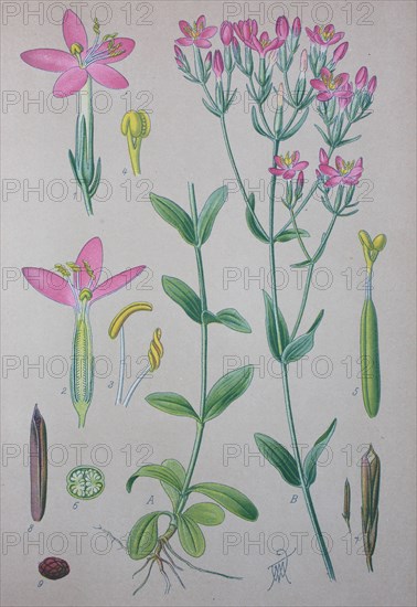 Centaurium erythraea