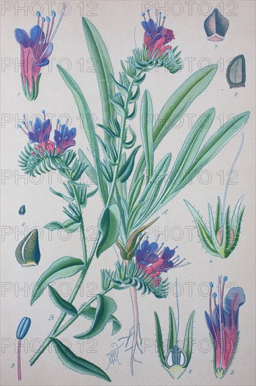 Echium vulgare