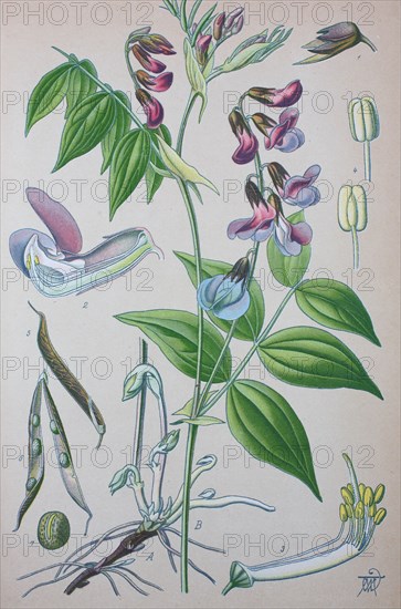 Lathyrus vernus