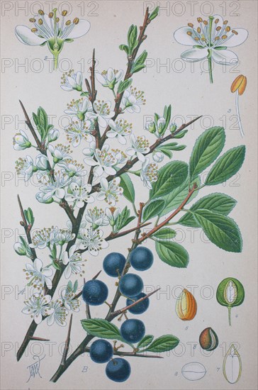 Prunus spinosa