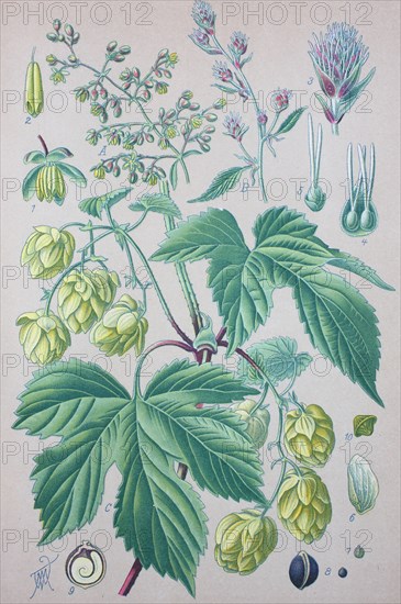 Humulus lupulus