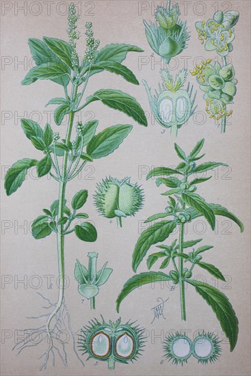 Mercurialis annua