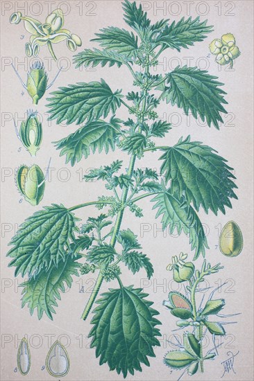 Urtica urens