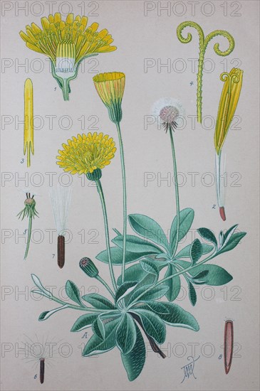 Hieracium pilosella