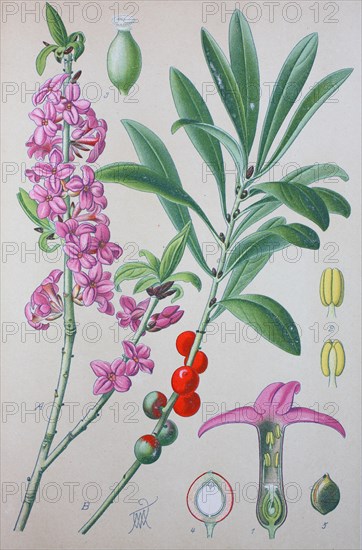 Daphne mezereum