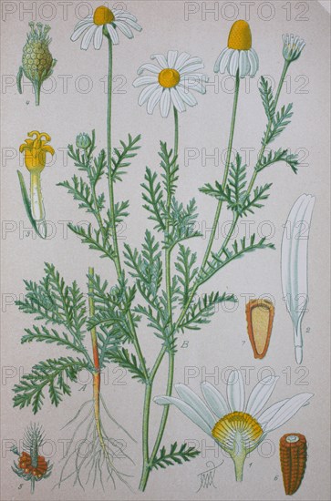 Anthemis arvensis