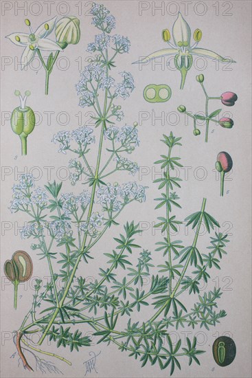 Galium mollugo