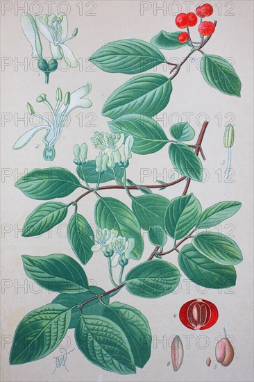 Lonicera xylosteum