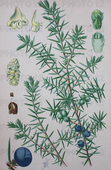 Juniperus communis