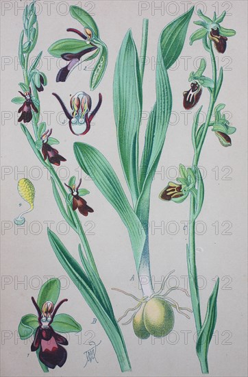 Ophrys insectifera