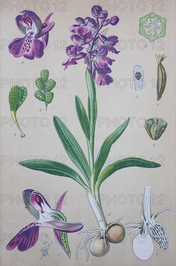 Anacamptis morio