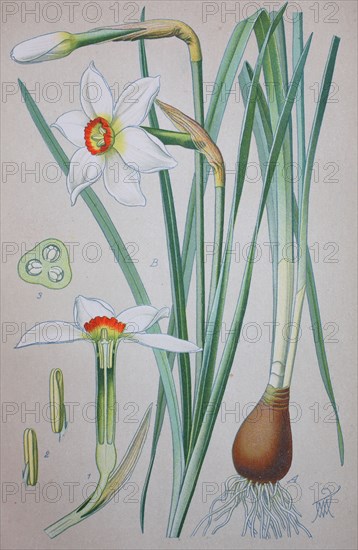 Narcissus poeticus