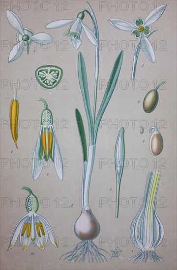 Galanthus nivalis