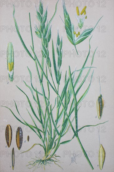 Bromus hordeaceus