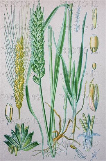 Common wheat